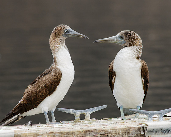 Blue-footed Booby Pair