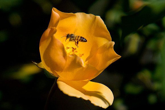 La-arboretum-83