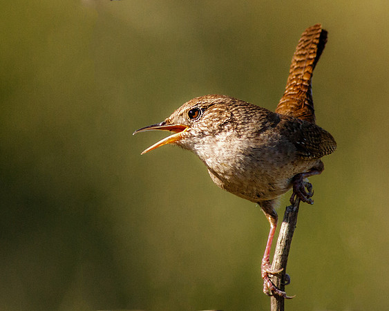 House Wren