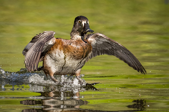 Ring-necked Duck
Female