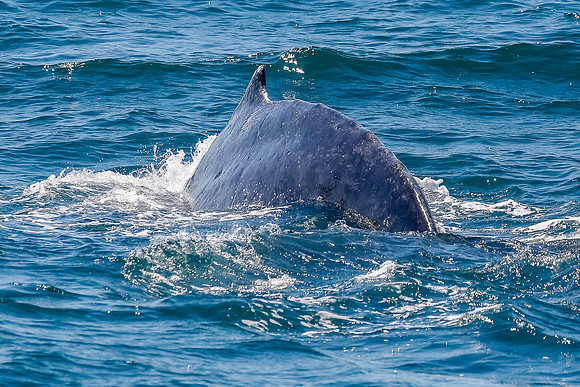 NB-whale watching-5526