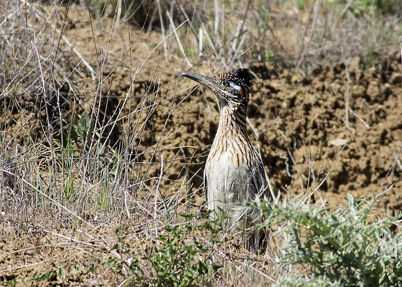 DP-SaltCreek-2013-6187