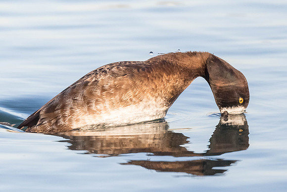 OC- North Lake Irvine-7393