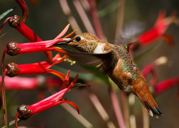 Loving Red Nectar