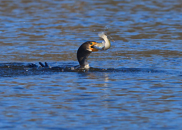 Fresh Trout meal