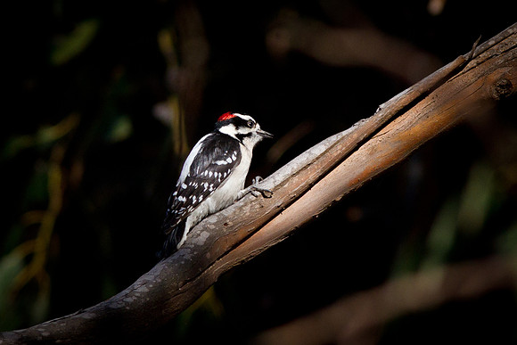 Woodpecker in the spotlight