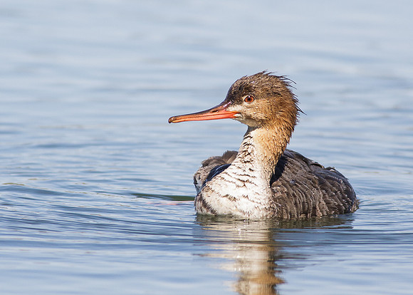 Red-Breasted Merganser