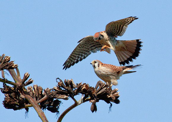 Love is in the air - American Kestrel