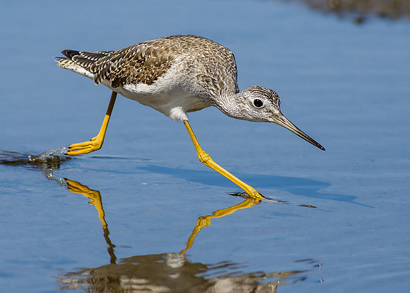 Greater Yellowlegs