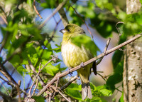 SouthTexas2014-8919