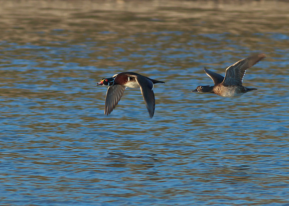 Flying Wood duck couple