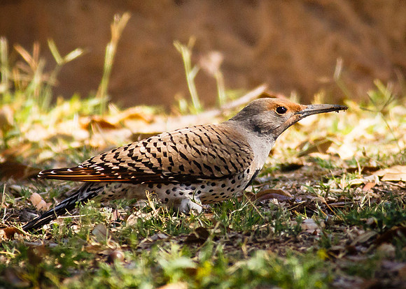 Northern Flicker