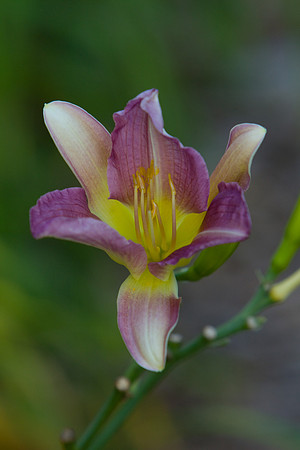 La-arboretum-64