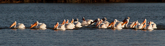 Pelican party