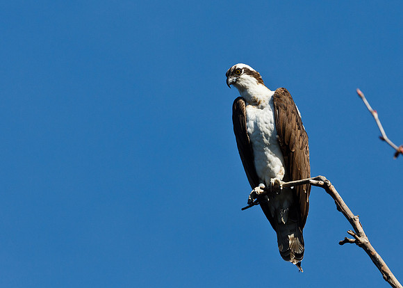 Osprey Fishing