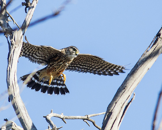 Eye on a landing