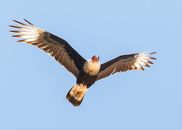 Crested Caracara