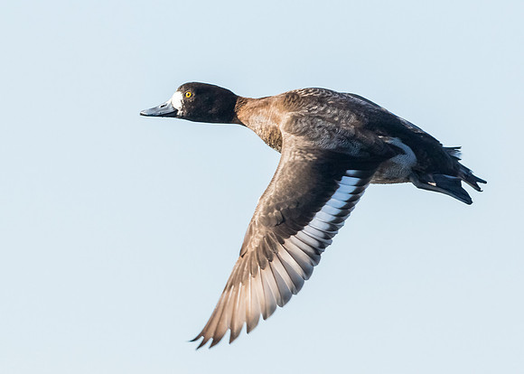 Scaup in flight...