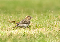 Female Cassin's Finch