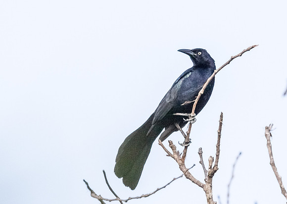 Grackle