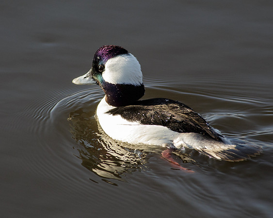 Bufflehead