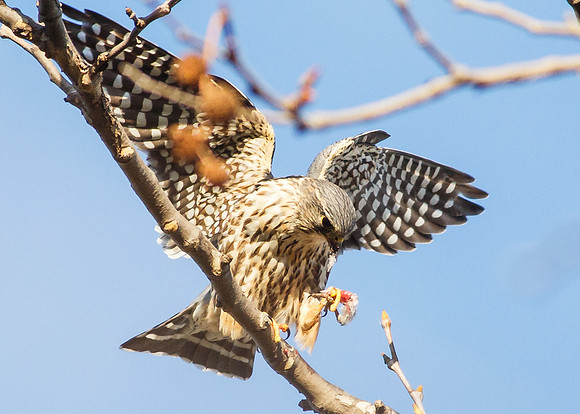 Merlin