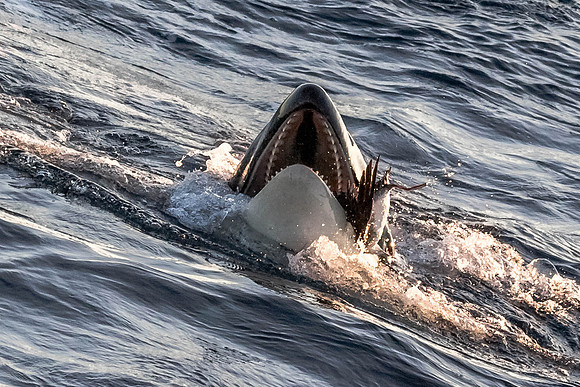 LB-WhaleWaching-2015-6491
