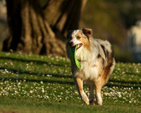 Riggs