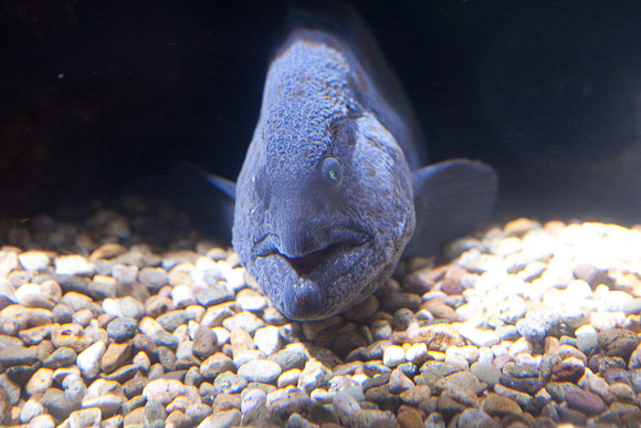 LB-aquarium-9879