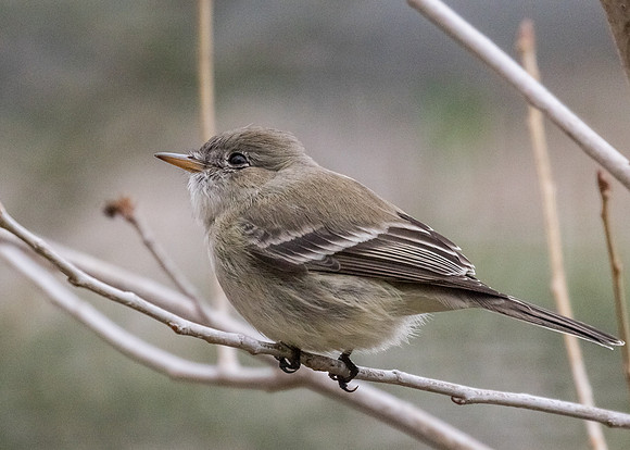 Gray Flycatcher