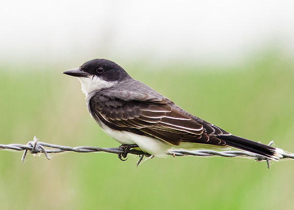 Eastern Kingbird
