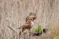 Red Tail Hawk