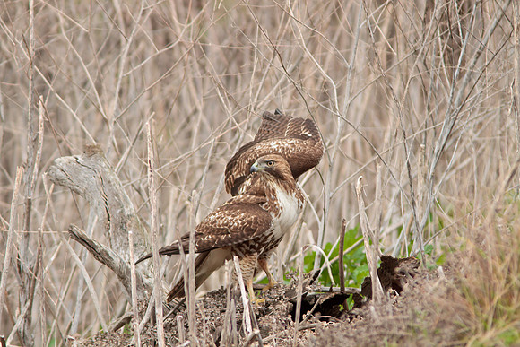 Red Tail Hawk