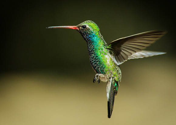 Flying Green