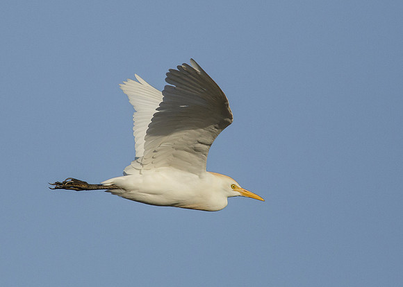 Cattle Egret