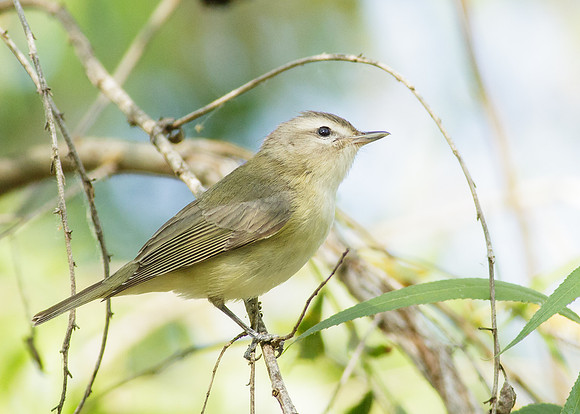 Warbling Vireo