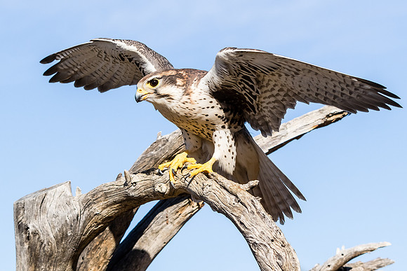 Prairie Falcon