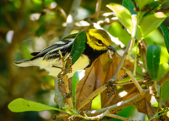 Black-throated Green Warbler
