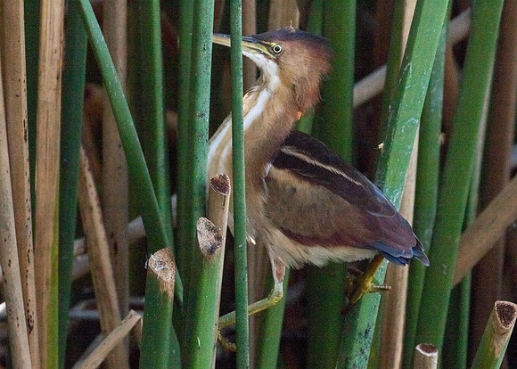 Least Bittern