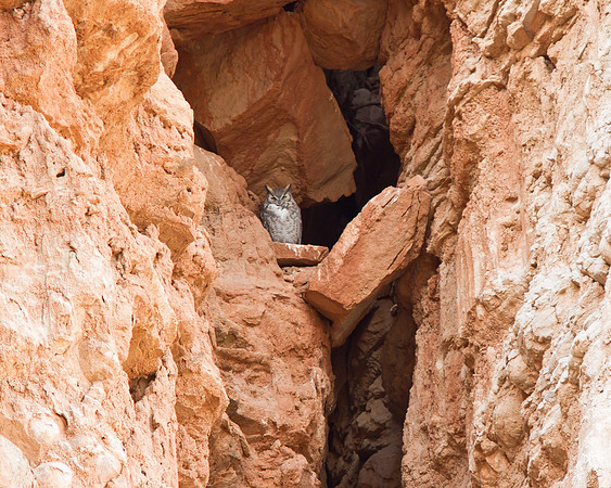 RedRockCyn-8780