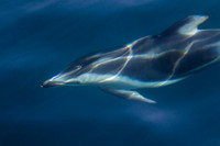 Pacific white-sided dolphin