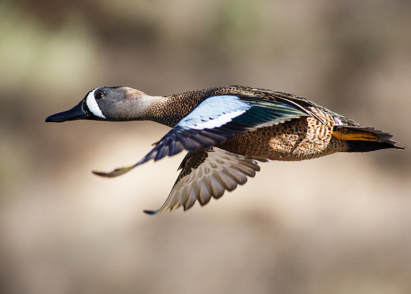 Blue-winged Teal