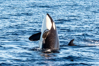 LB-WhaleWaching-2015-6373