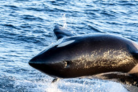 LB-WhaleWaching-2015-6309