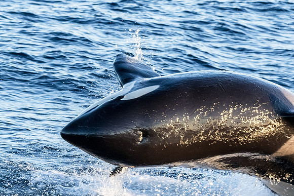 LB-WhaleWaching-2015-6309