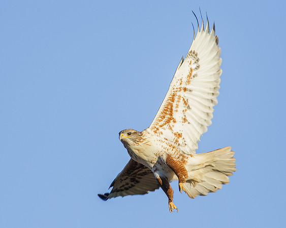 Ferruginous Hawk