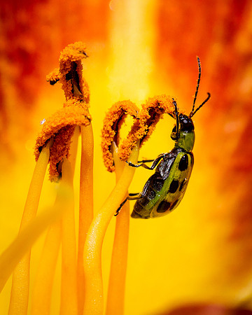 Spotted Cucumber Beetle