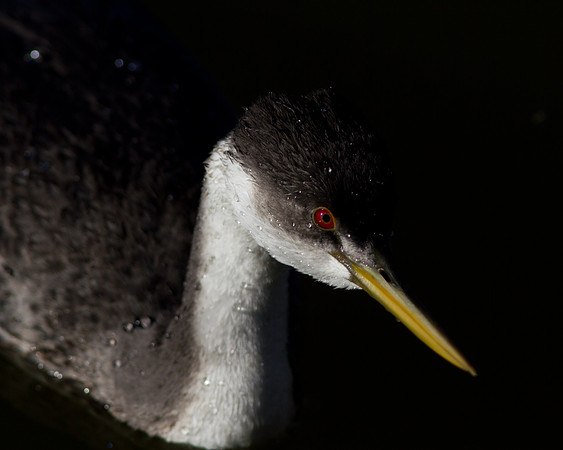 BolsaChica2011-0299
