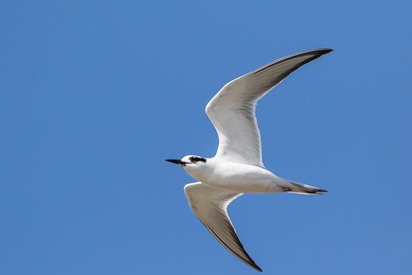 tern