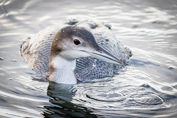 Common Loon